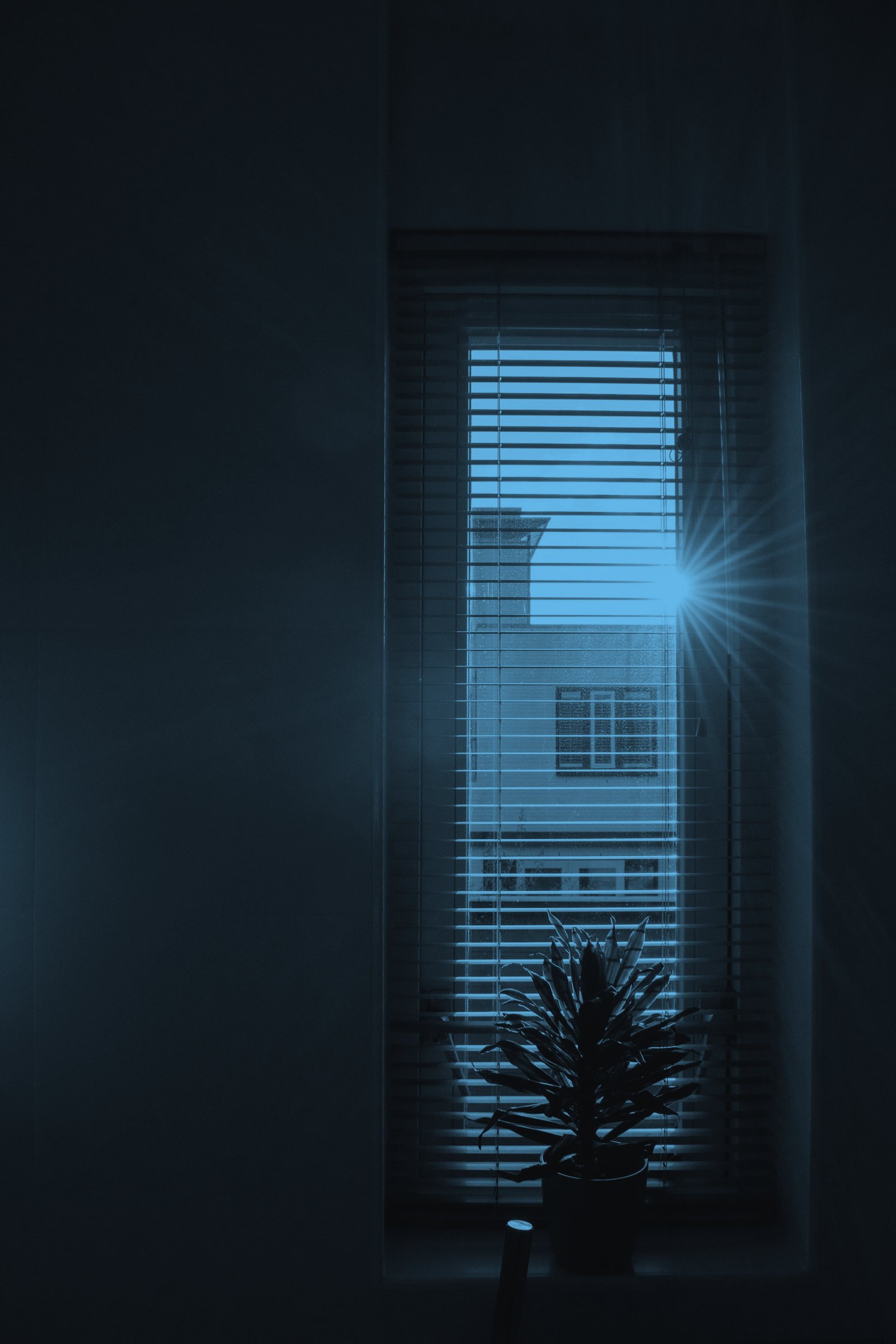 Morning sun through blinds behind a plant on the windowsill